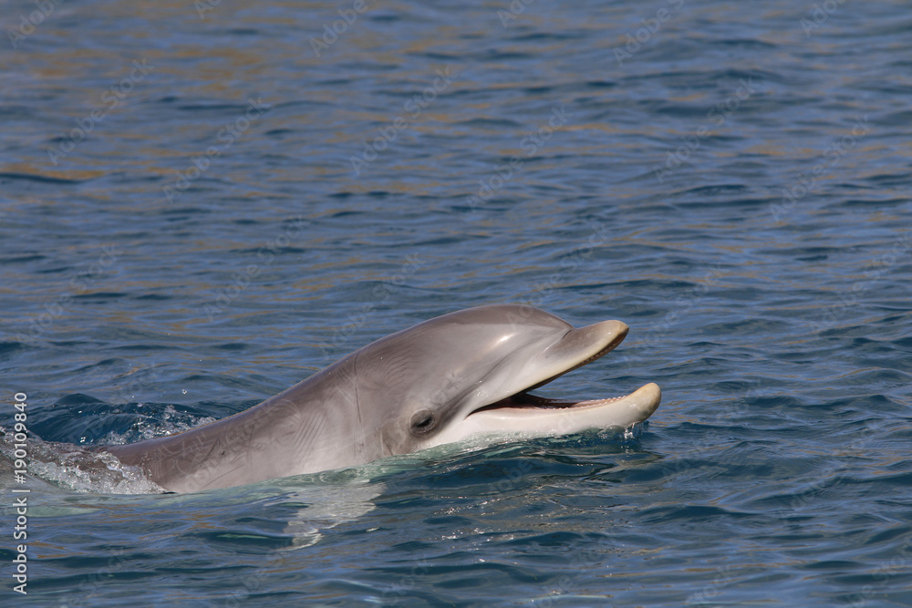 Obraz premium Großer Tümmer (Tursiops truncatus) schaut aus Wasser