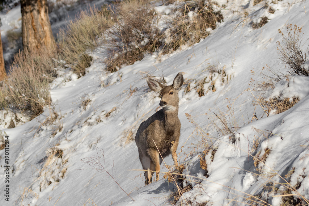 Naklejka premium Mule Deer