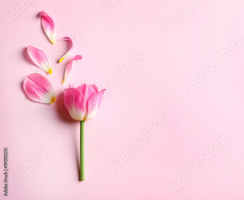 Beautiful tulip on color background © Africa Studio