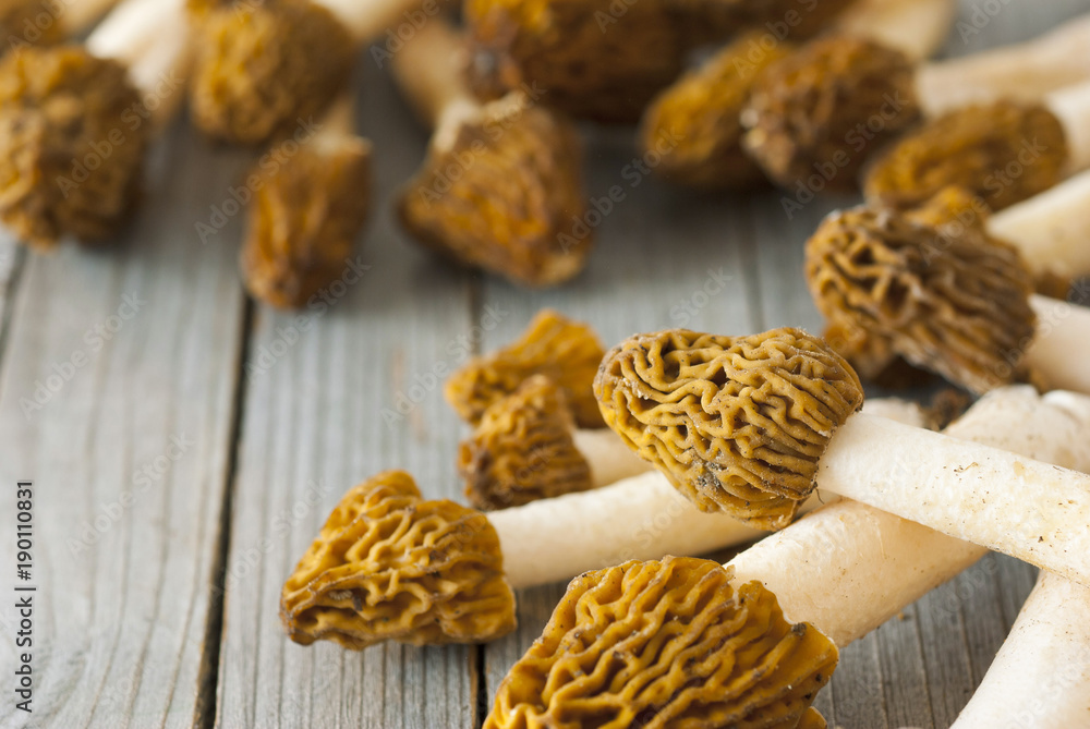 Fototapeta premium Morels