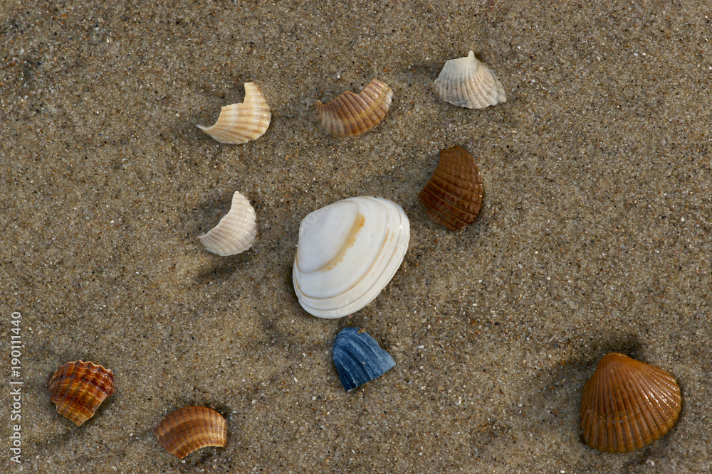 Collection of north sea seashells on the beach after high tide Collection of north sea seashells on the beach after high tide