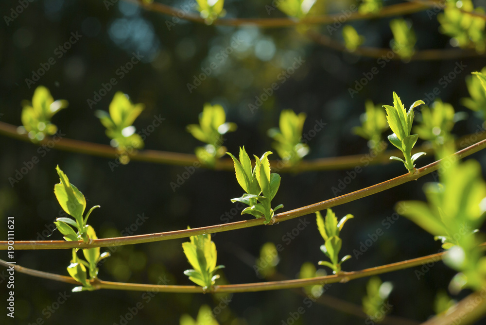 Buds Buds