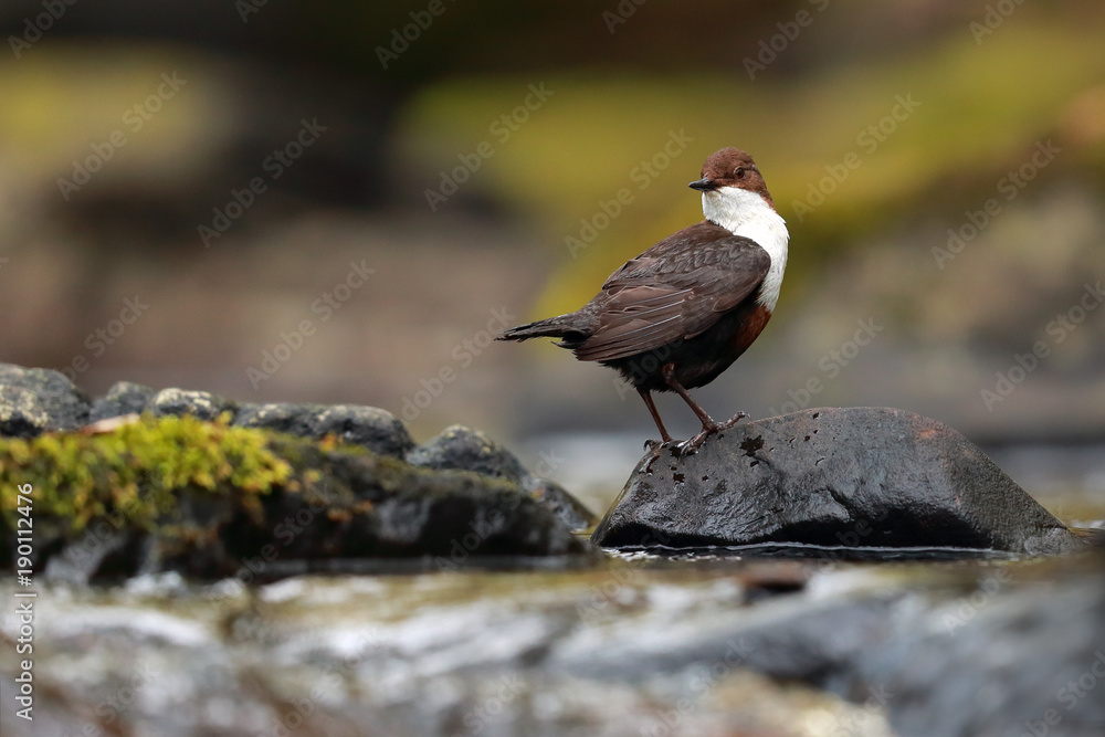 Dipper on rocks in stream Dipper on rocks in stream