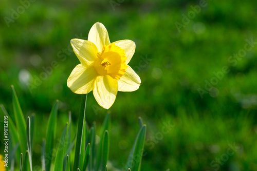 Fototapeta Naklejka Na Ścianę i Meble -  Narcissu