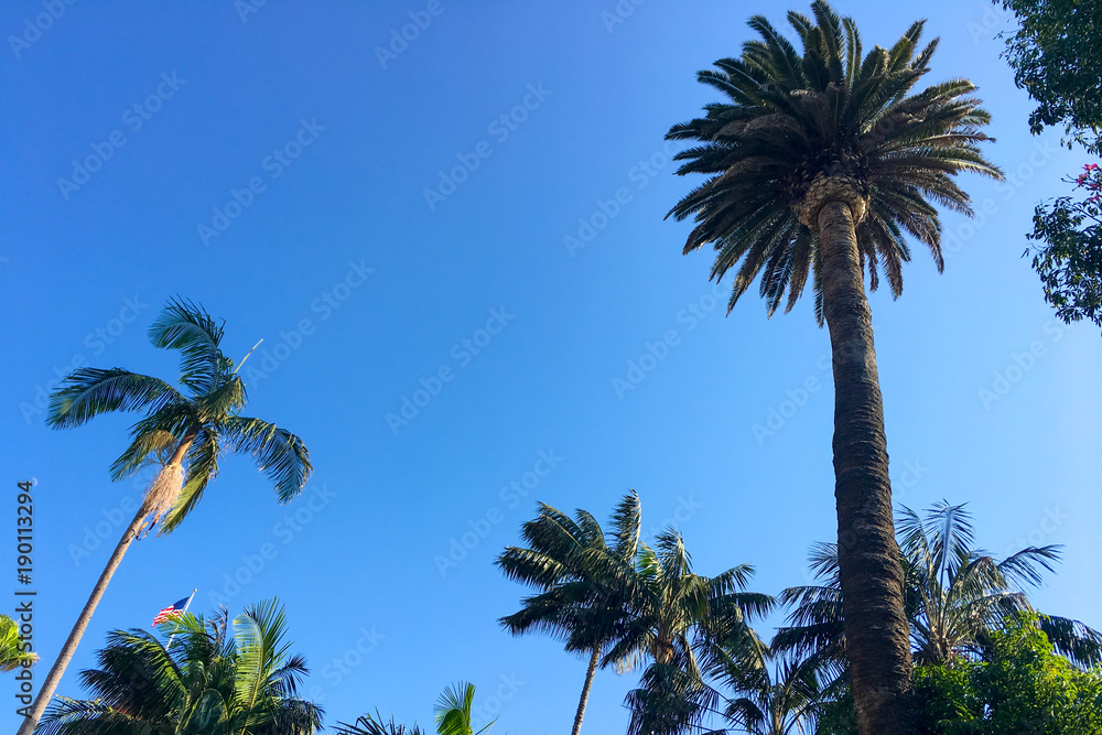 Obraz premium Palm trees