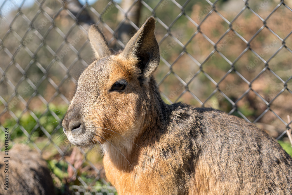 Fototapeta premium マーラ