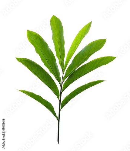 Green tropical plant red ginger leaves (Alpinia purpurata) isolated on white background, clipping path included