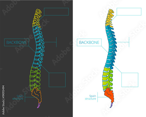 Spine bone vector detailed illustration 