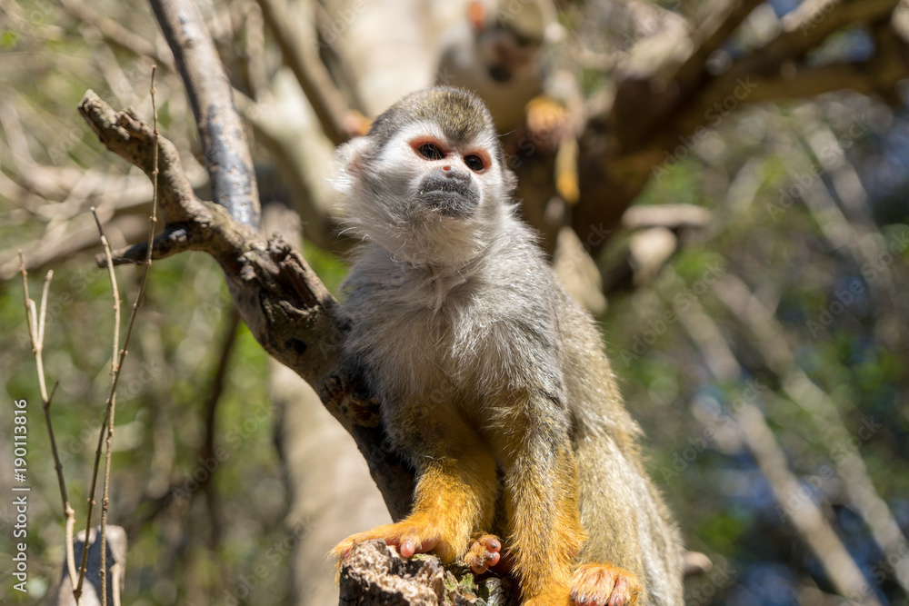 Obraz premium リスザル