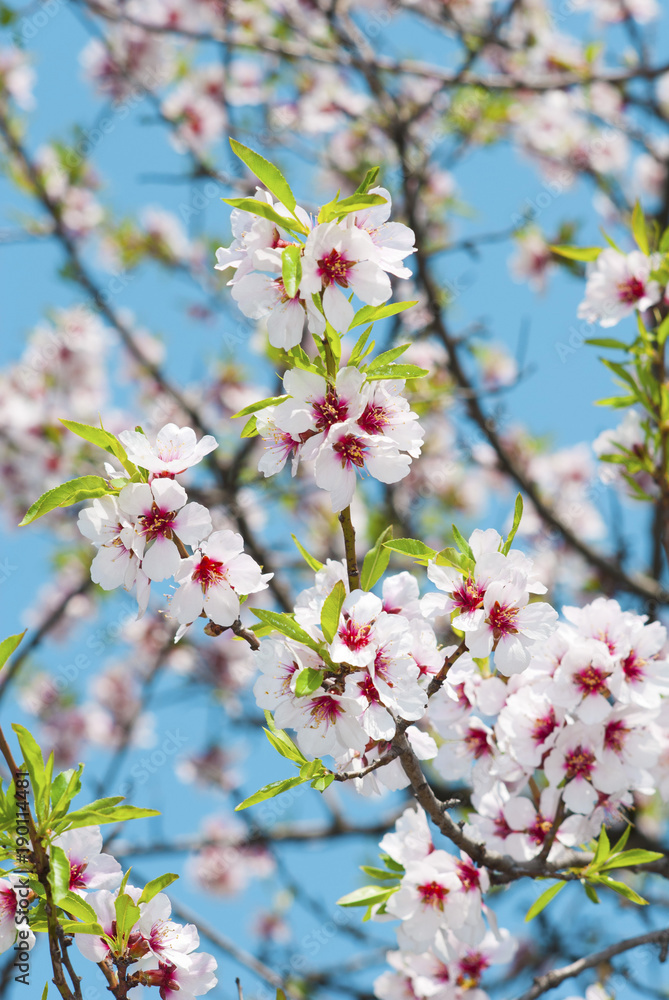 Almond flowers