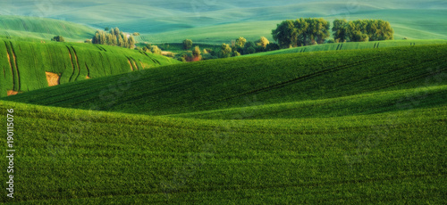 spring field. picturesque hilly field. agricultural field in spring