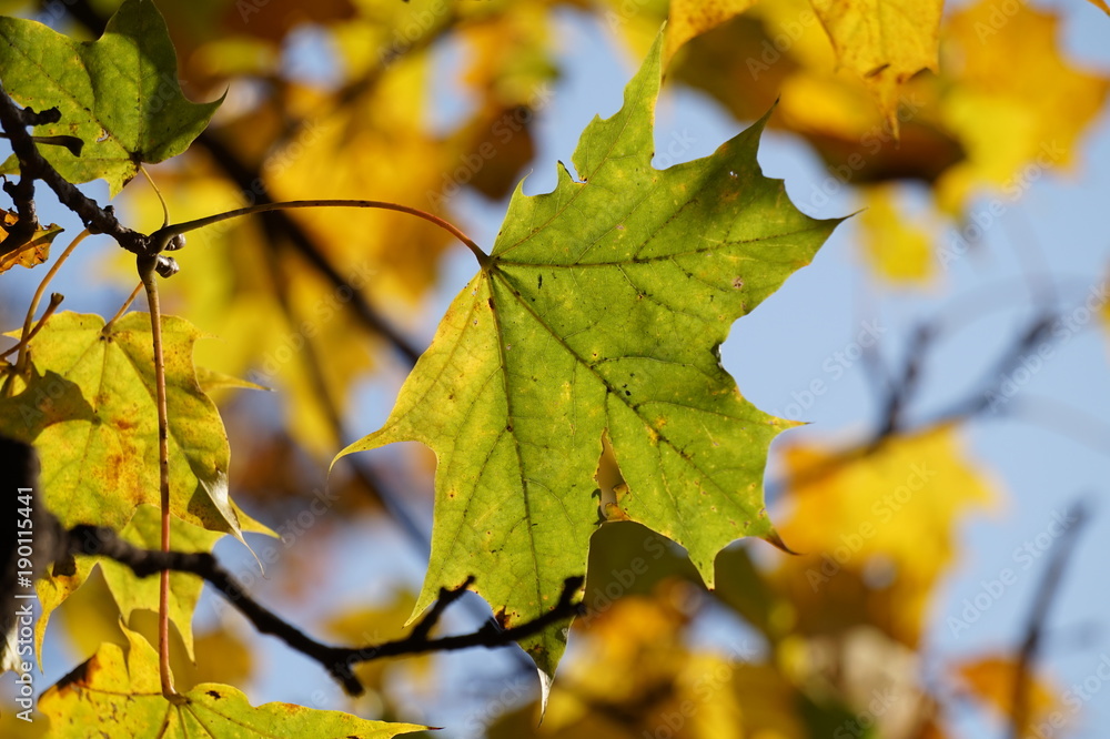 leaf leaf