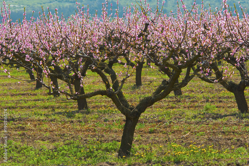 Peach orchard Peach orchard