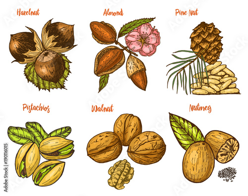 Herbs, condiments and spices. almond and walnut, pine nut and hazelnut, seeds for the menu. Organic plants or vegetarian vegetables. engraved hand drawn in old sketch, vintage style.