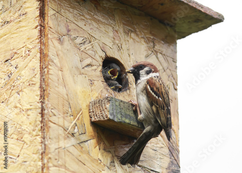 bird a Sparrow flew in your house and feeds the hungry just peeping little Ch...