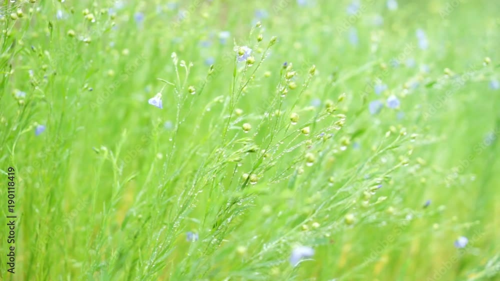 Field of Daisies and Meadow on the rainy day in the morning Field of Daisies and Meadow on the rainy day in the morning