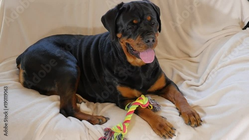 Rottweiler relaxing on the sofa