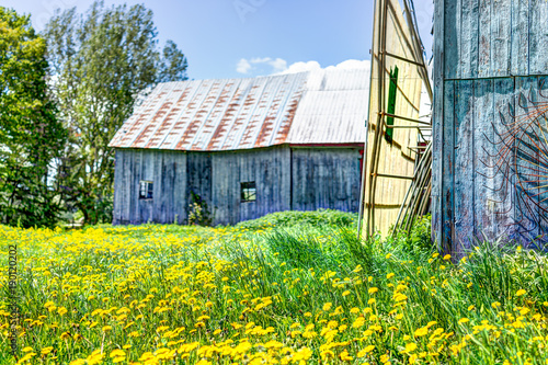 Blue painted old vintage shed with yellow dandelion flowers in summer landscape field in countryside