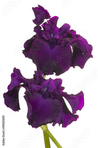 Fototapeta Naklejka Na Ścianę i Meble -  iris flower isolated