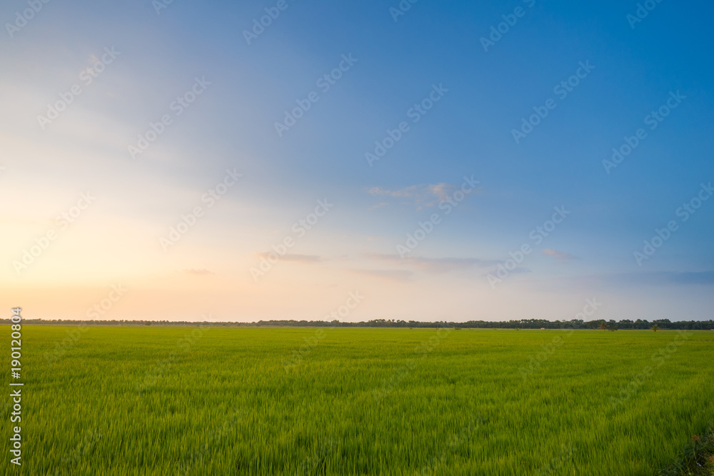 The view of the rice field at the moment of twilight sunset.