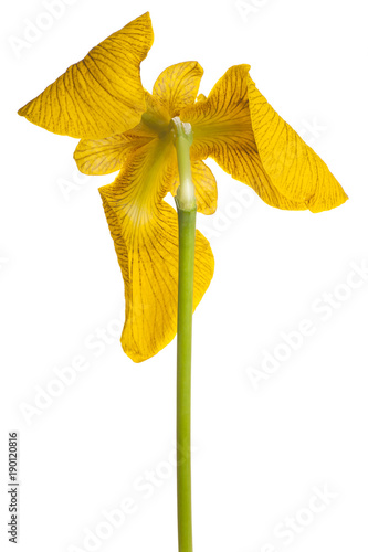 Fototapeta Naklejka Na Ścianę i Meble -  iris flower isolated