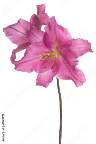 Fototapeta Naklejka Na Ścianę i Meble -  lily flower isolated