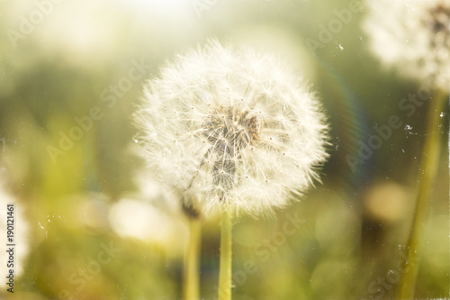 dandelion covered with fluff