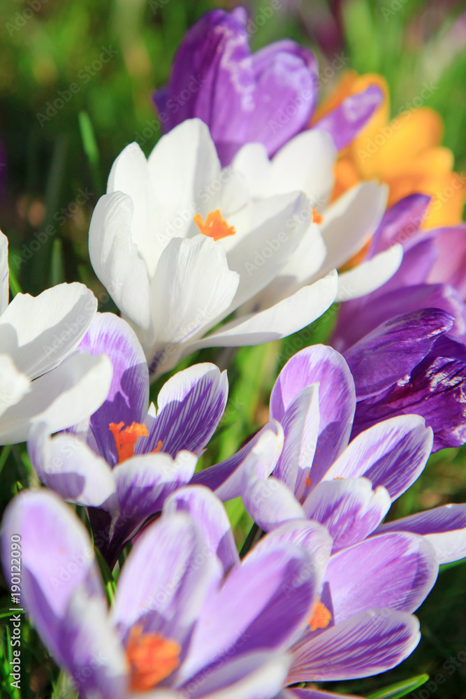 Krokusse Krokusse
