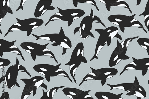   A flock of Orcinus orca. killer whale  