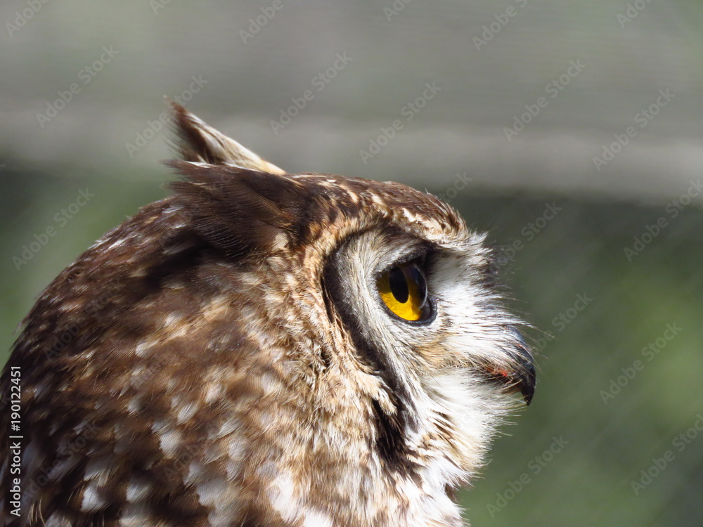 Obraz premium Búho lateral