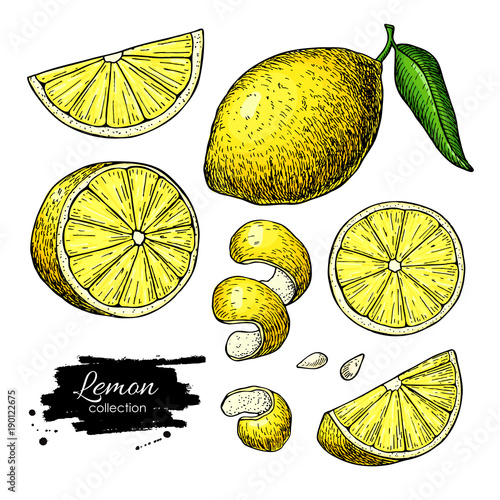 Lemon vector drawing. Summer fruit artistic illustration.