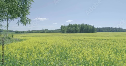 Midday aerial view of Rapeseed field near forest Lahti, Finland, forward movement