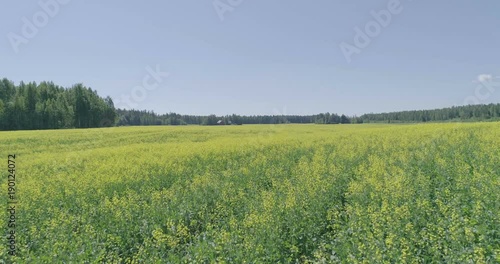 Midday aerial view of Rapeseed field near forest Lahti, Finland, forward movement