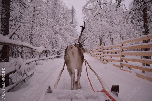 Fototapeta Naklejka Na Ścianę i Meble -  renifer