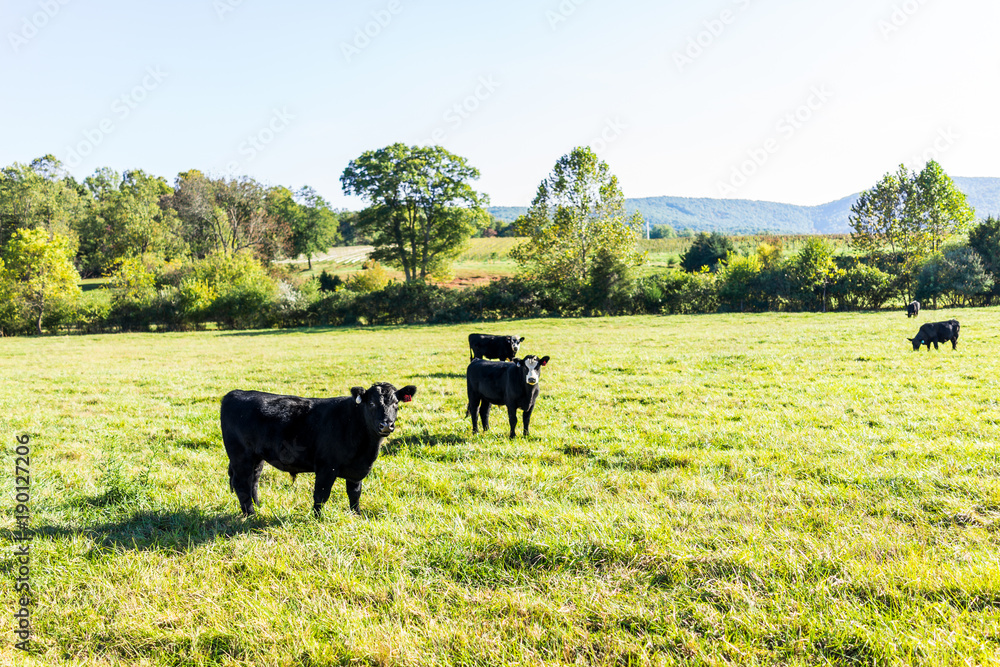 Black cows grazing on pasture, staring in Virginia farms countryside meadow field with green grass Black cows grazing on pasture, staring in Virginia farms countryside meadow field with green grass