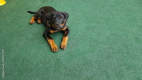 Rottweiler aten    o