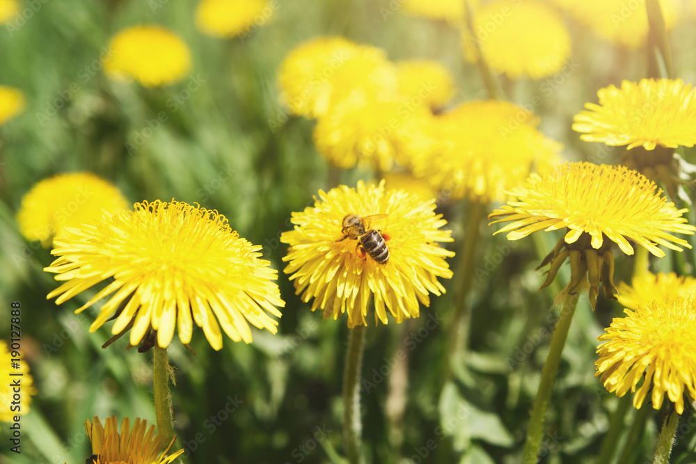 Yellow dandelion with wasp closeup. Flower background. Yellow dandelion with wasp closeup. Flower background.