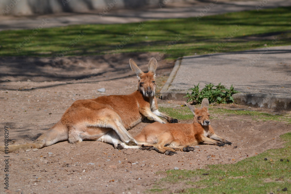 Fototapeta premium Känguru