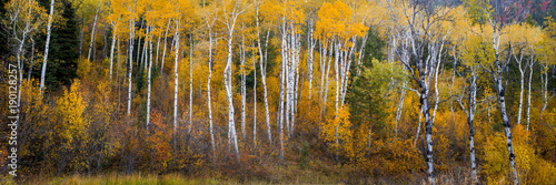 Dozens of Quacking Aspens fill the mountain side with beautiful fall colors.