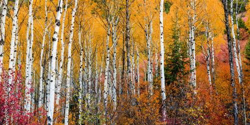 Dozens of Quacking Aspens fill the mountain side with beautiful fall colors.