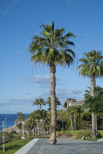 Fotografija Washingtonia filifera, also known as California Fan Palm, planted in Costa del D