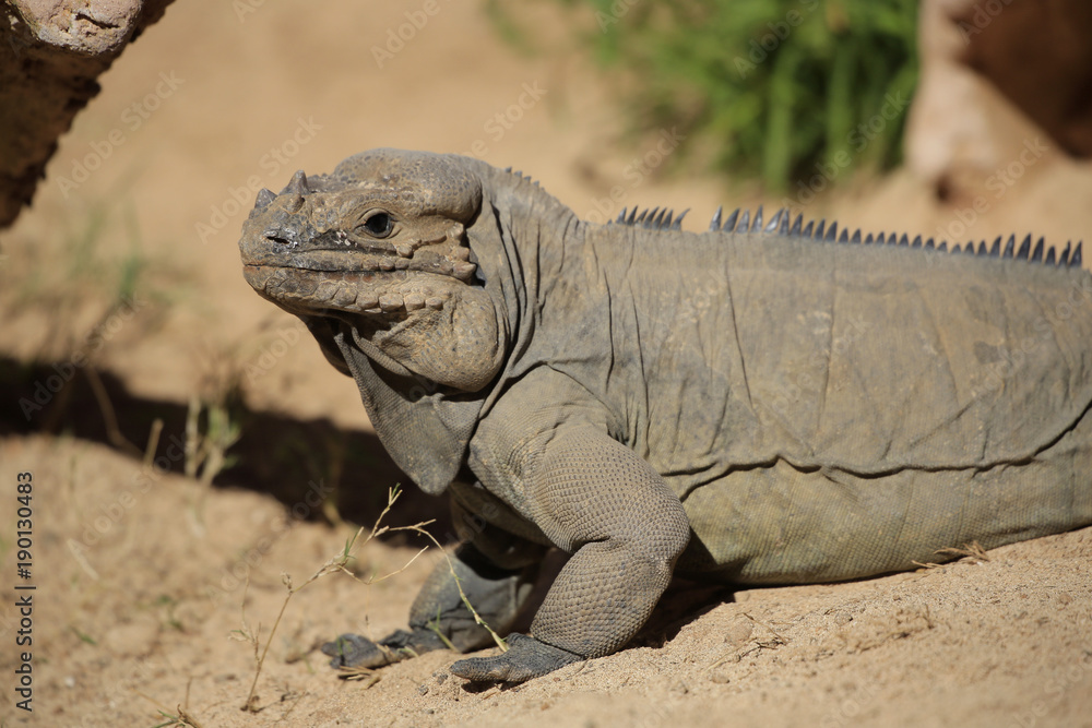 Fototapeta premium Nashornleguan (Cyclura cornuta) Seitenansicht