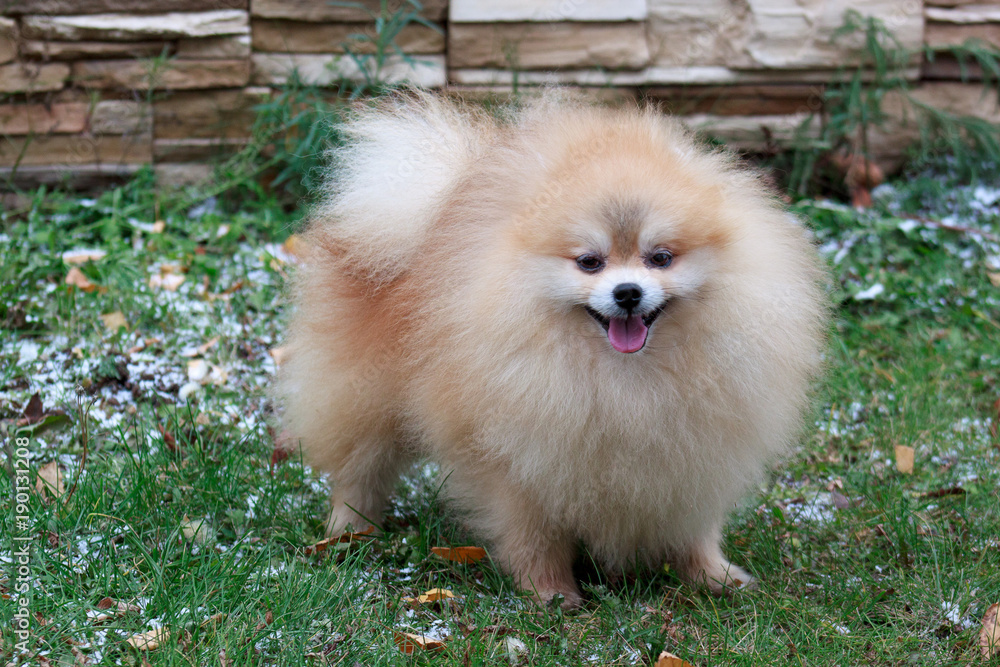 Beautiful pomeranian puppy is standing on a green grass. Beautiful pomeranian puppy is standing on a green grass.