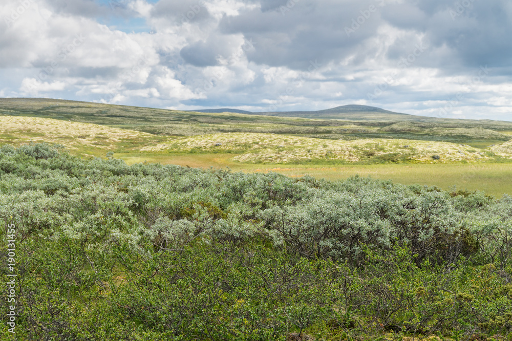 Vegetation of the tundra in the mountains of Norway. Surrounding