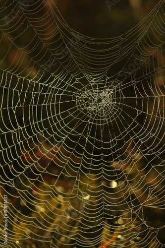 pajęczyna w świetle porannego słońca. Pajęczyna na łące. Ciepłych jesienne kolory.