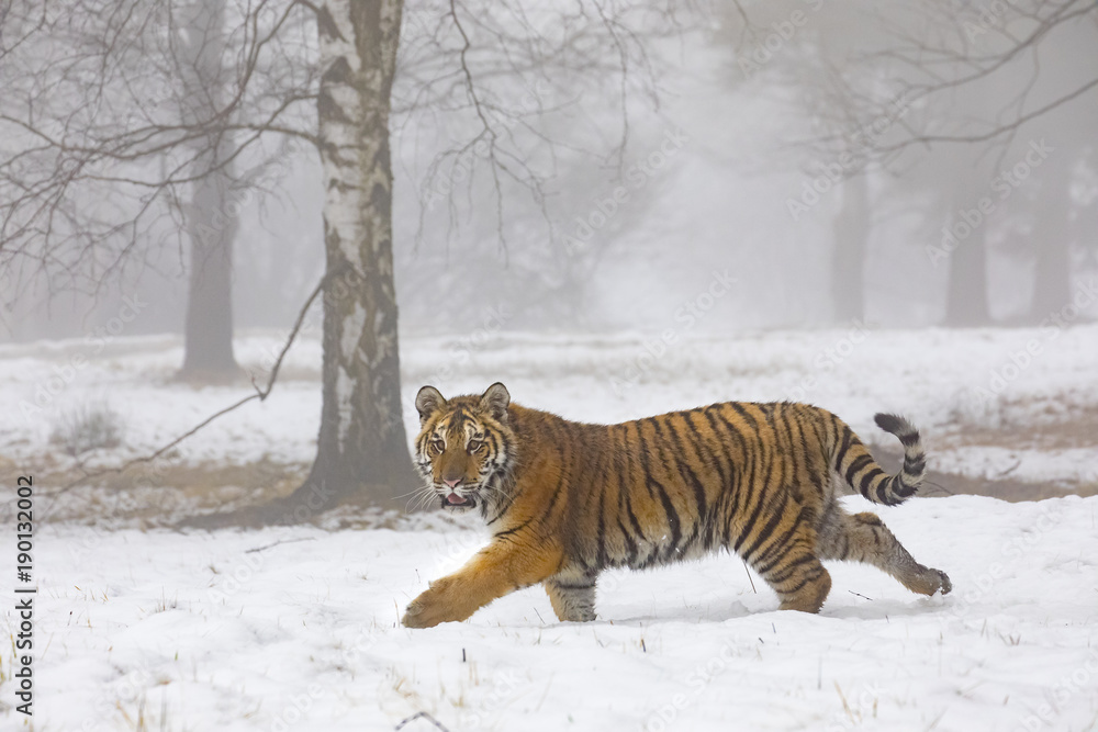 Obraz premium siberian tiger on snow in action, Panthera tigris altaica