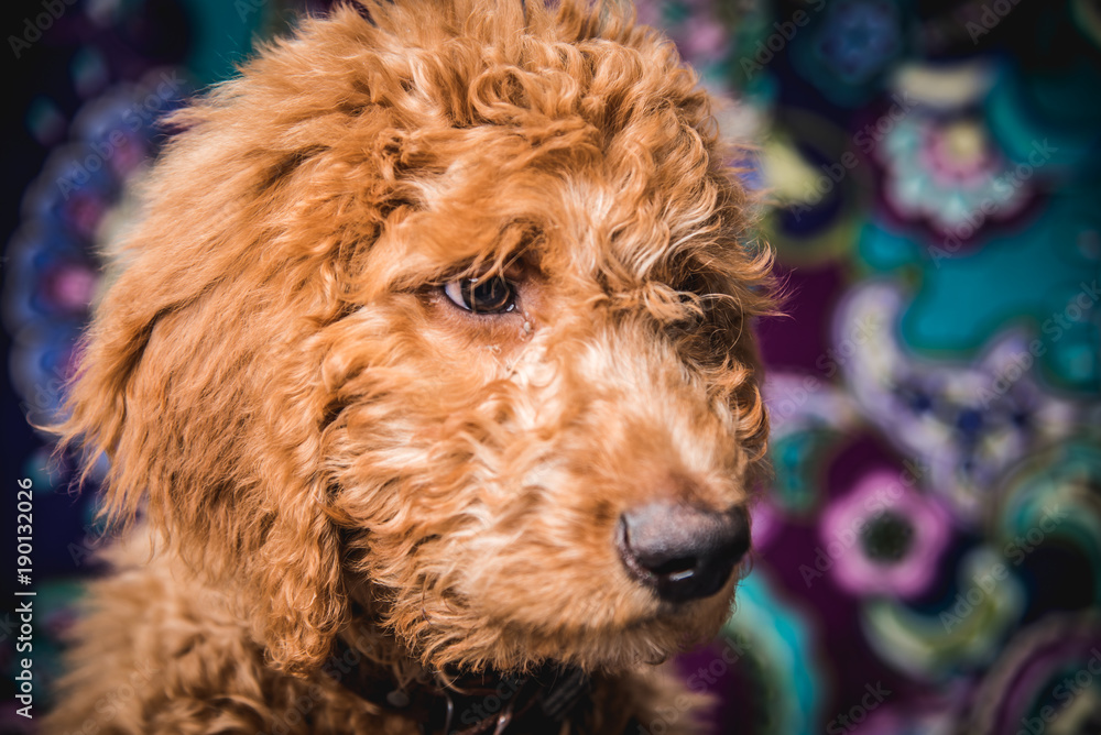 Fototapeta premium Golden Doodle
