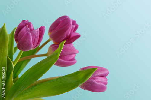 Violet tulips bouquet on blue background