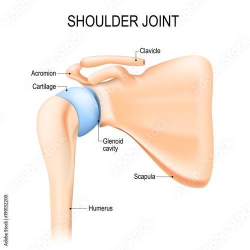 Shoulder (glenohumeral) joint. Human anatomy