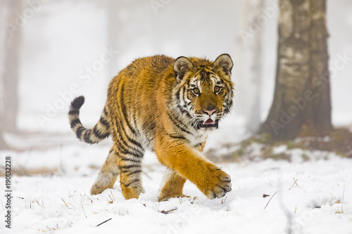 siberian tiger on snow in action, Panthera tigris altaica